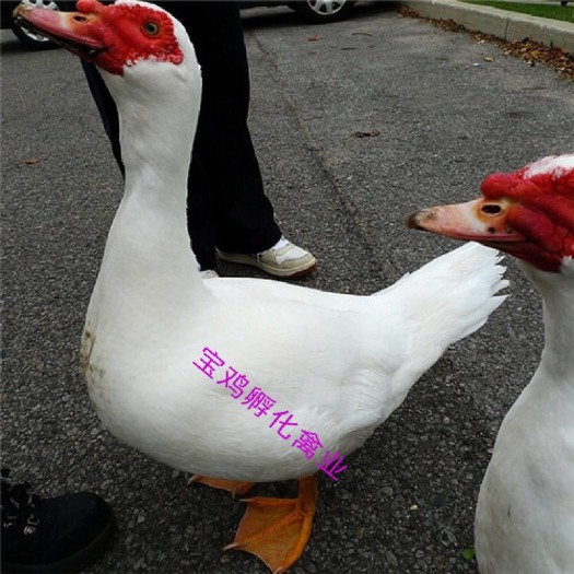 贵阳番鸭苗 