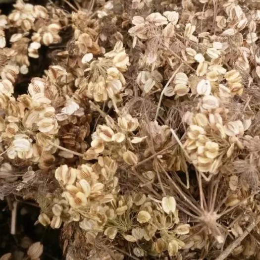 亳州白芷种子