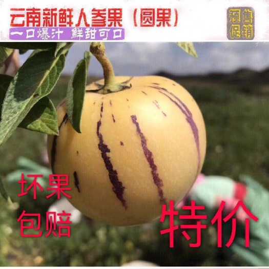 昆明圆果 2 - 3两以上 