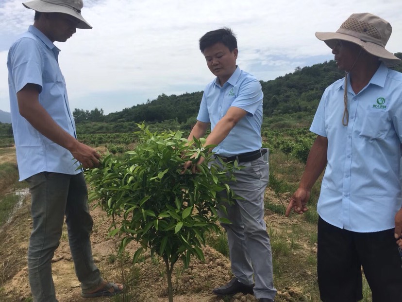 甘平柑桔價格最新行情走勢圖表分析(甘平柑桔價格最新行情走勢圖表分析視頻)