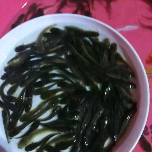 清远鲶鱼苗