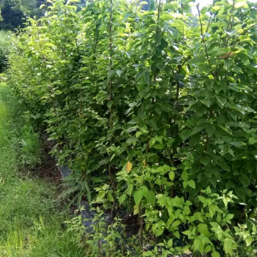桂花梨苗 0.5~1米
