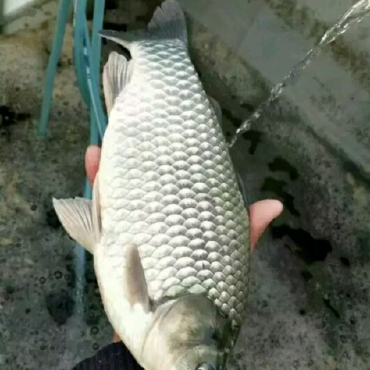 清远鲫鱼苗
