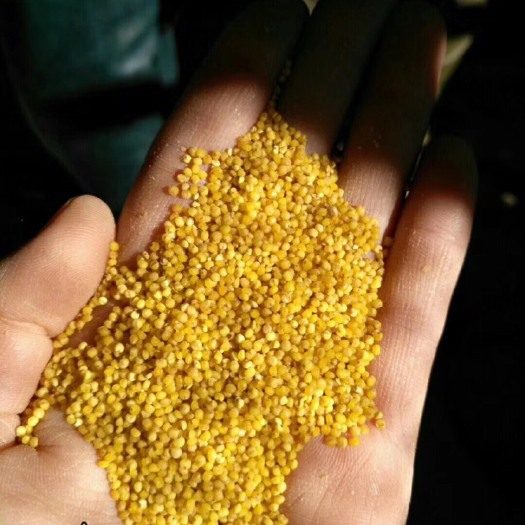 绥德县陕北米脂黄小米
