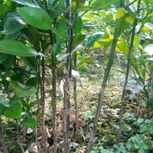 阳朔县酸柚苗  柚子苗