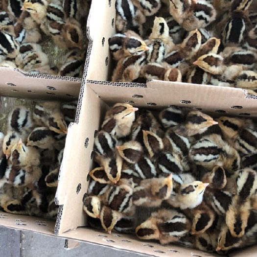 南宁瑶鸡苗 公