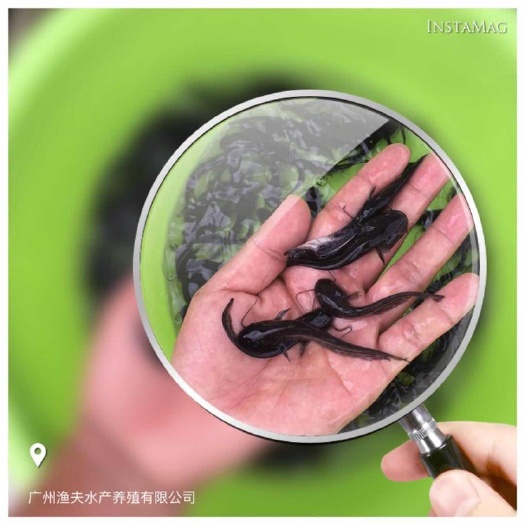 佛山鲶鱼苗 