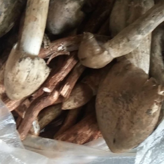 冕宁县鸡枞菌