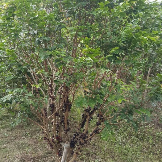 琼海市沙巴嘉宝果