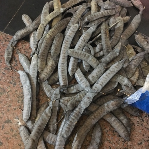 枝江市大皂角