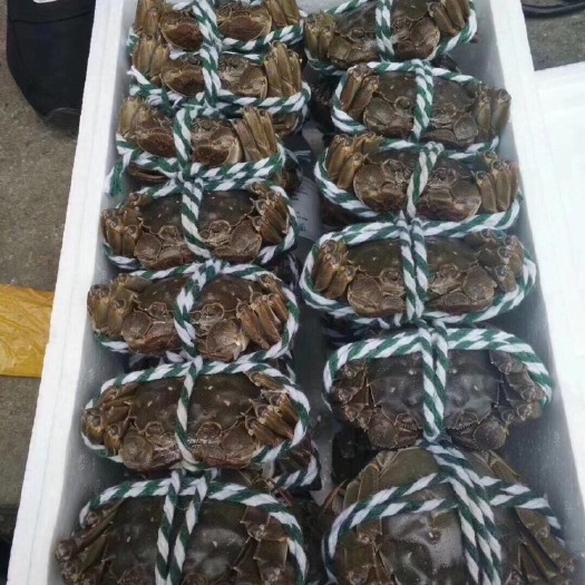 苏州苏州太湖大闸蟹 1.6两 公蟹
