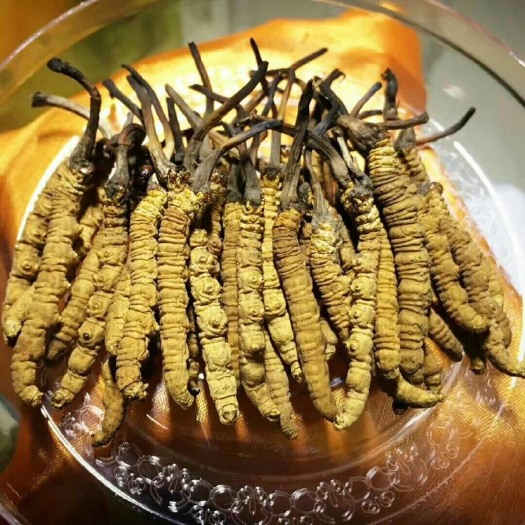 成都冬虫夏草