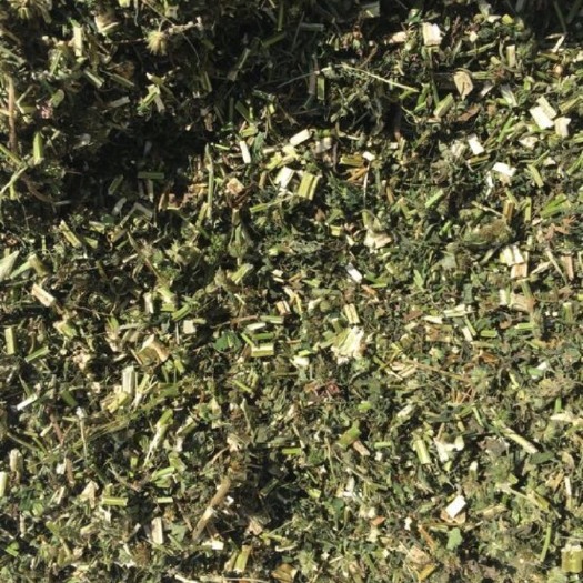 葫芦岛益母草