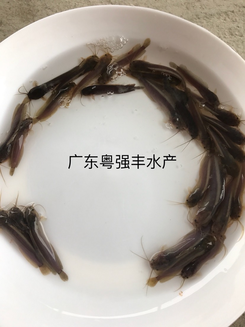 广州胡子鲶  本地塘鲺鱼苗出售 。供应三黄土塘虱鱼苗。