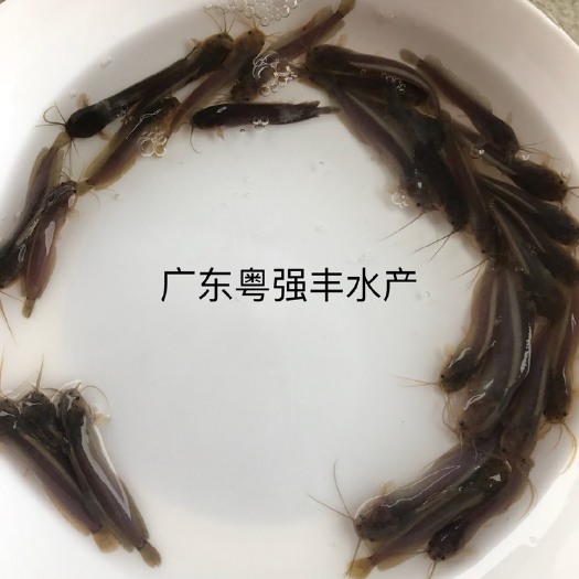 广州胡子鲶  本地塘鲺鱼苗出售 。供应三黄土塘虱鱼苗。