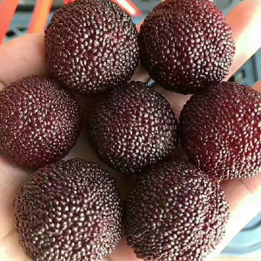 漳州杨梅干