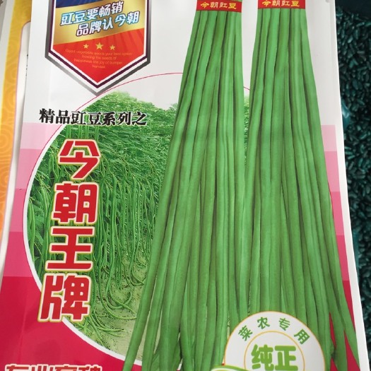 南昌县豆角种子 ≥90%