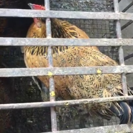 昆明白条鸡 新鲜
