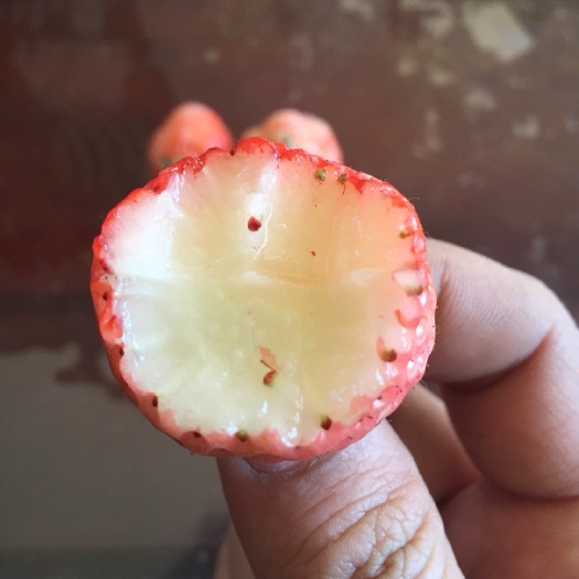 泰安小白草莓苗 地栽苗 10~20公分