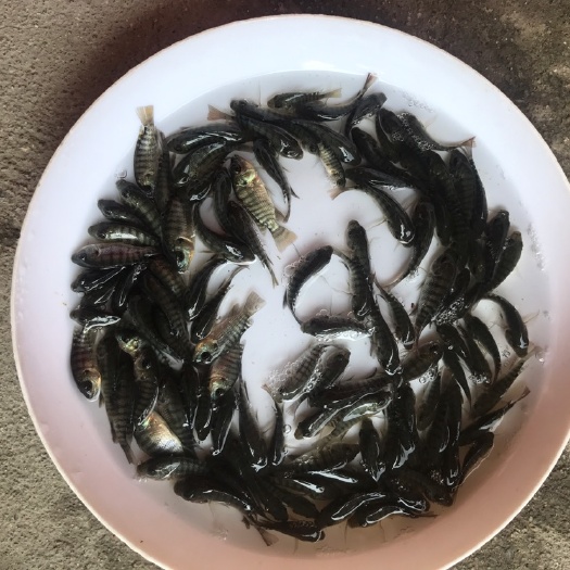 广州星子鱼 