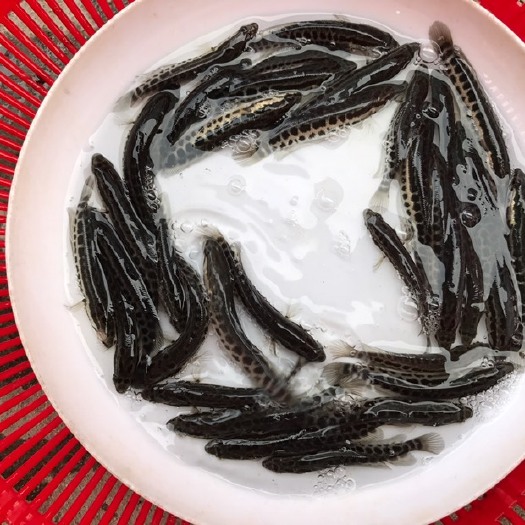 广州 黑鱼苗 杂交黑鱼苗