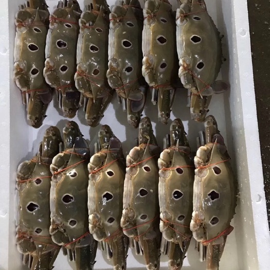 东山县三点蟹速冻三点蟹 每只 3-4两 肉质饱满 冻厂直销