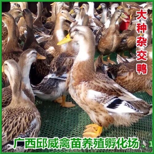 南宁大种杂交鸭苗 郊区杂  质量保证 运输包活 包打疫苗 厂家直销