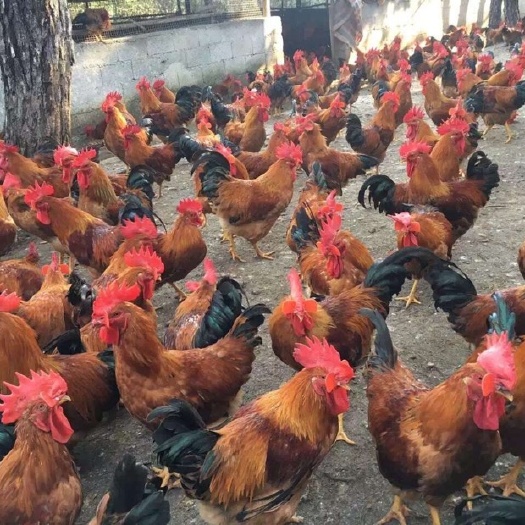 广州黄脚嘛鸡苗 黄脚麻鸡苗 