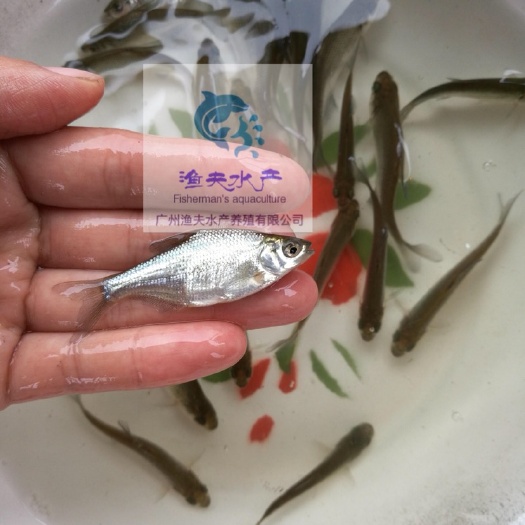 佛山武昌鱼苗