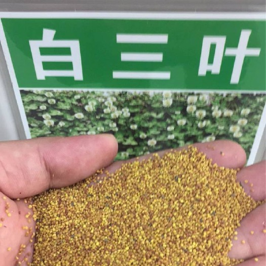 苏州地被植物 