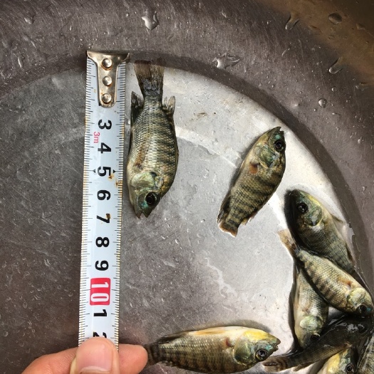 南宁 海南一号，宝路罗非鱼苗