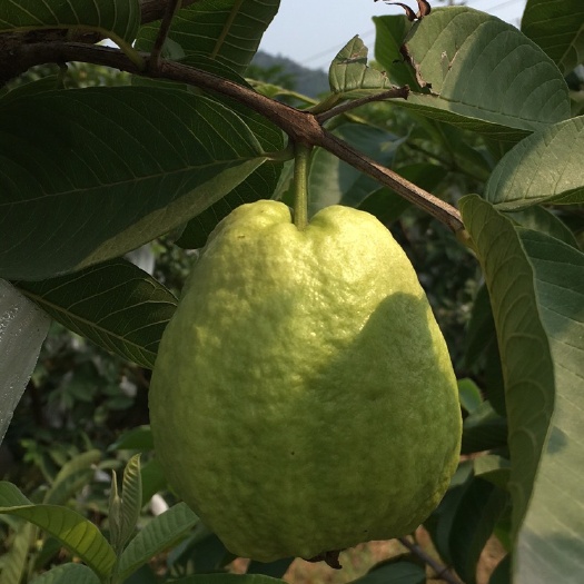 白心番石榴 200-250克