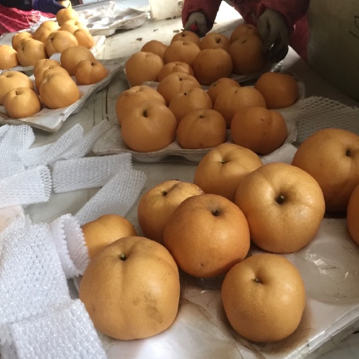 莱阳市丰水梨 95mm以上 500-550g