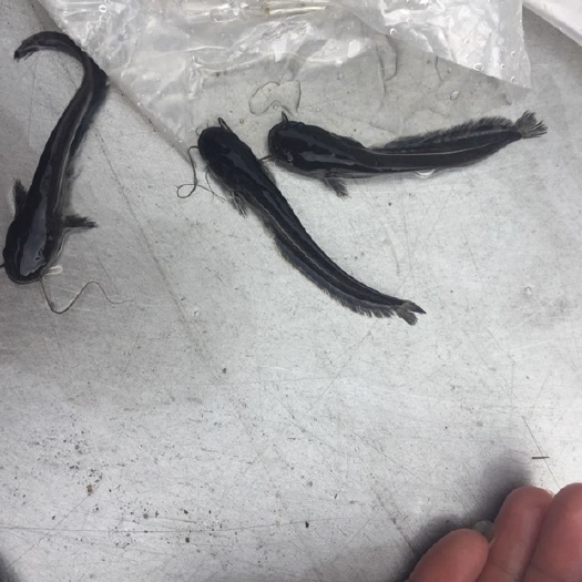 广州大口鲶鱼苗