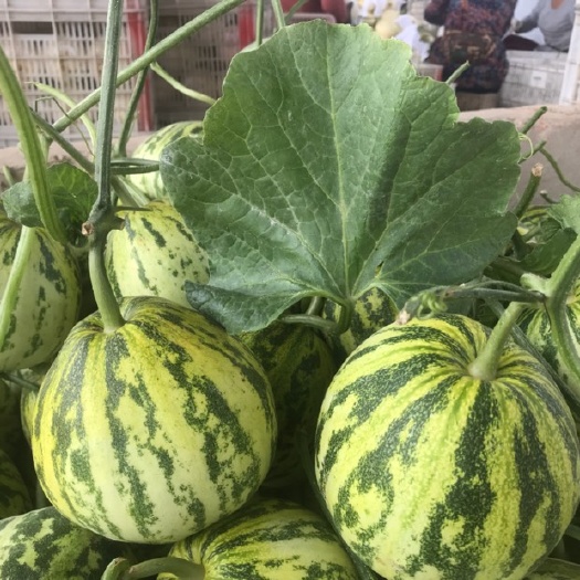 滑县花蕾甜瓜 河南省安阳市滑县 二级果