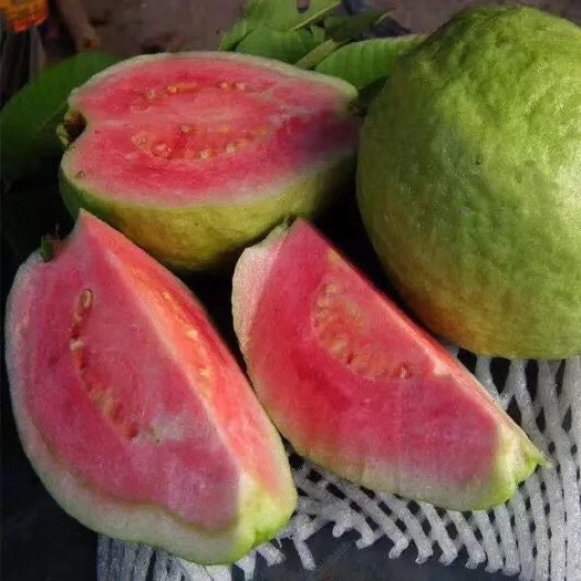 漳州红心芭乐 200-250克 