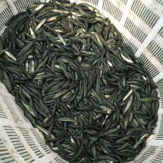 沭阳县黑鱼苗 