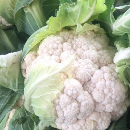 天门市东方白雪菜花  湖北天门张港掉价了，天天发车，可走市场工厂，
