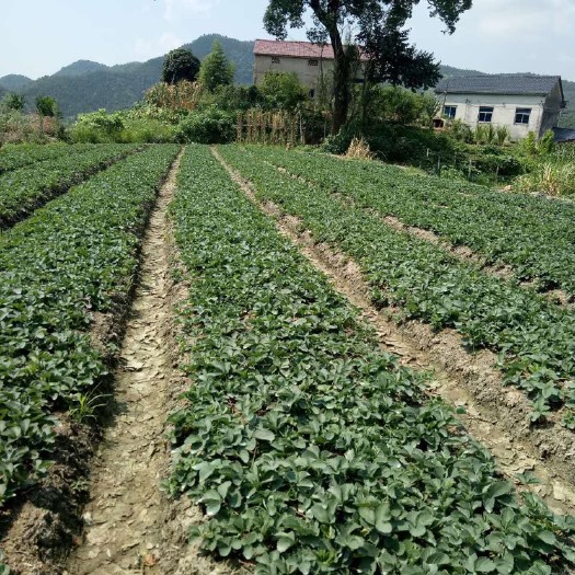 建德市莓农自己种植红颜草莓苗 地栽苗