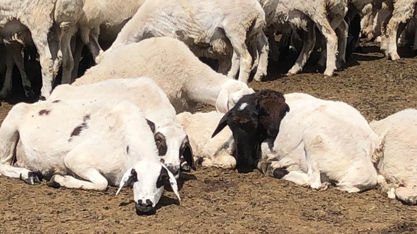额尔古纳草原黑头绵羊 30-50斤 