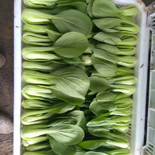 曹县北方小油菜 1~2两 