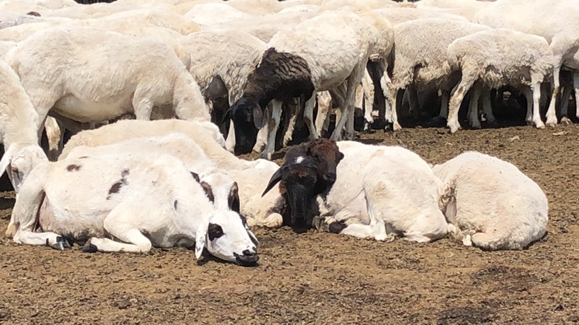 额尔古纳市草原黑头绵羊 30-50斤 