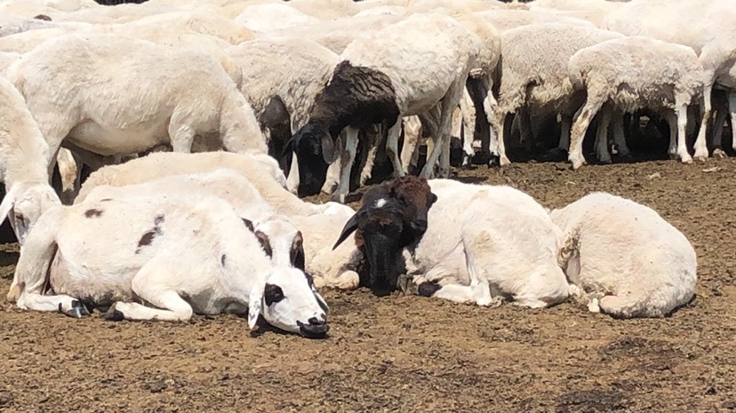 额尔古纳草原黑头绵羊 30-50斤 