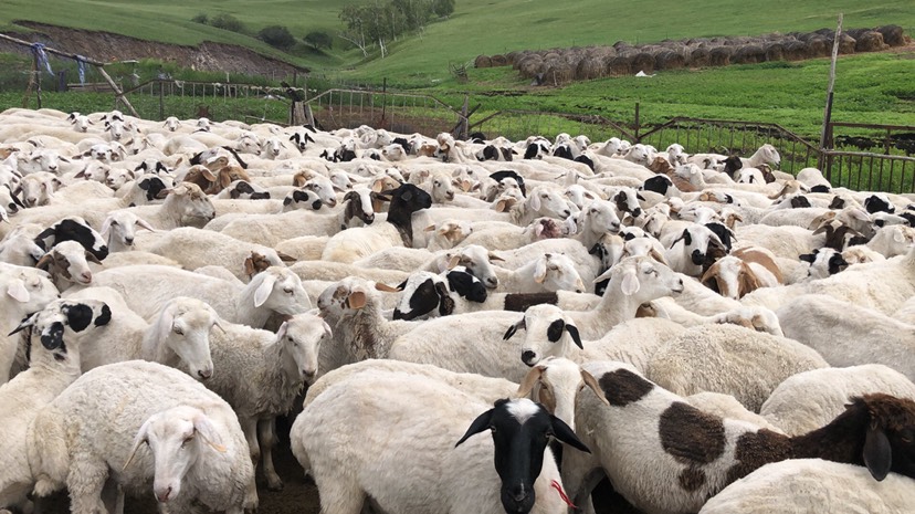 额尔古纳市草原黑头绵羊 30-50斤 