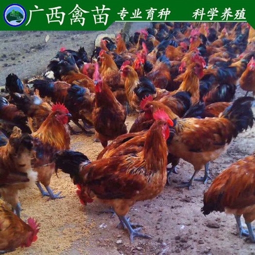 柳州红瑶鸡苗 