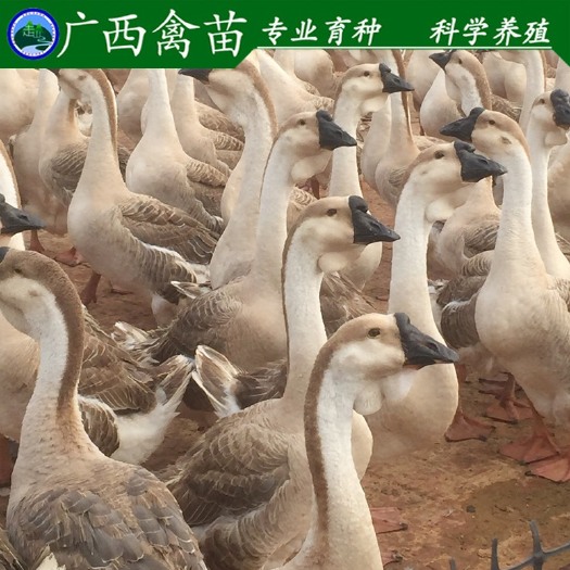 柳州狮头鹅苗 