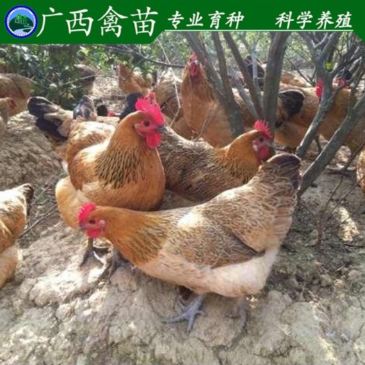 柳州红瑶鸡苗 
