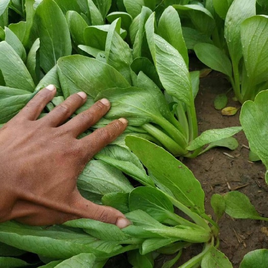 曹县北方小油菜 1两以下 