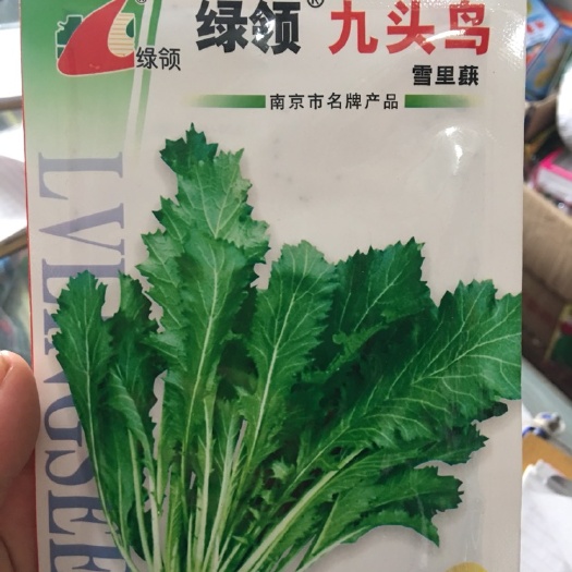 沭阳县雪里蕻种子 10cm以上 