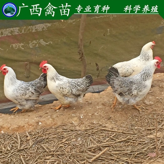 柳州彩凤鸡苗 
